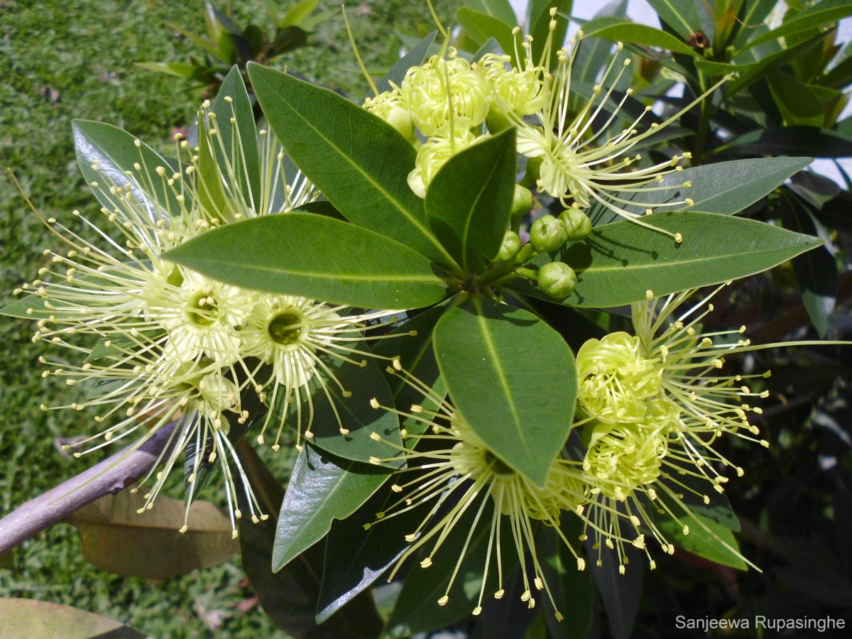 Xanthostemon verticillatus (C.T.White & W.D.Francis) L.S.Sm.